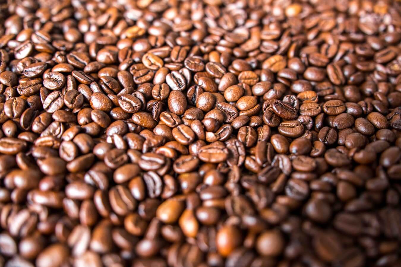 arabica ou robusta