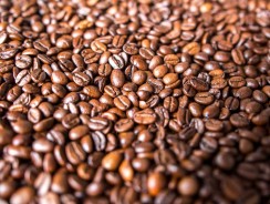 Arabica ou robusta ? Quelle différence ?